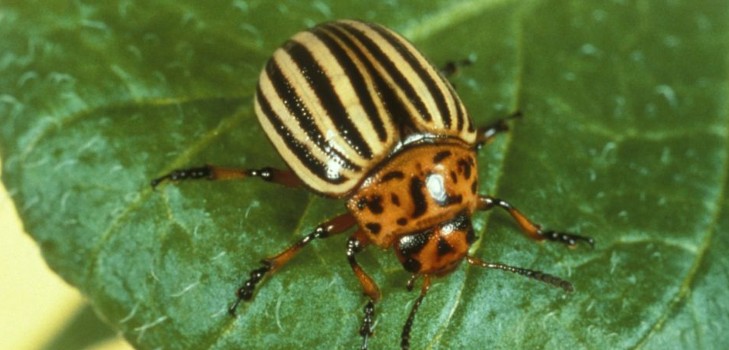 Invadator de peste mări: metode eficiente de combatere a gândacului de cartof Colorado