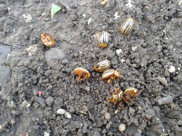 Invadator de peste mări: metode eficiente de combatere a gândacului de cartof Colorado