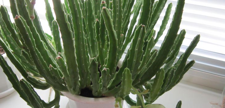 Stapelia: îngrijire adecvată la domiciliu, fotografii frumoase de flori