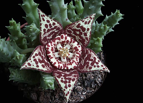 Stapelia: fotografie și îngrijire la domiciliu