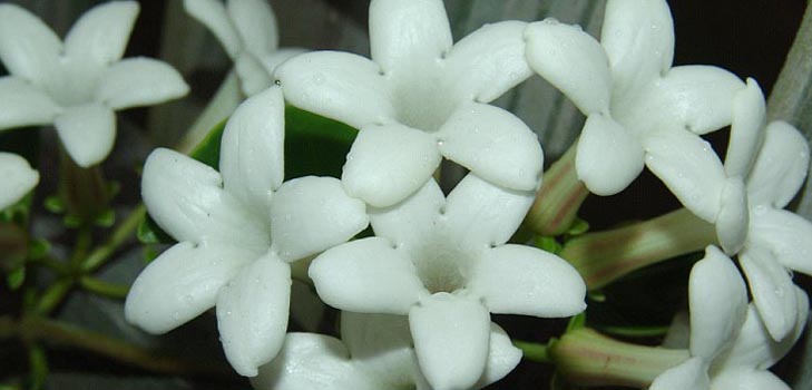 Stephanotis: îngrijire și fotografie