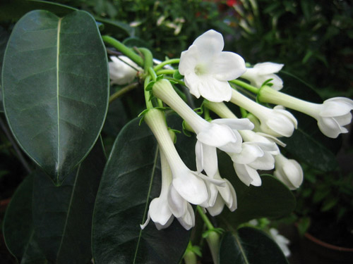 Cum să ai grijă de stephanotisul lui Floribunda