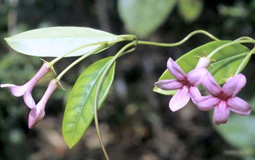 Transplantul de iasomie din Madagascar