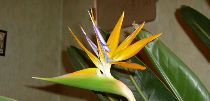 Strelitzia Royal: fotografie și îngrijire adecvată la domiciliu
