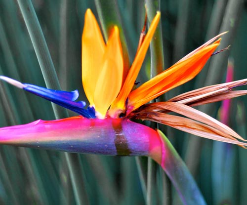 Strelitzia: fotografie și îngrijire la domiciliu