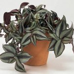 Tradescantia: descriere și îngrijire