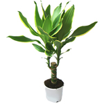 Grijă pentru dracaena Grijă pentru dracaena
