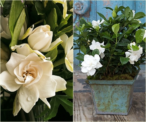Grijă pentru gardenia la domiciliu, fotografie Grijă pentru gardenia la domiciliu, fotografie