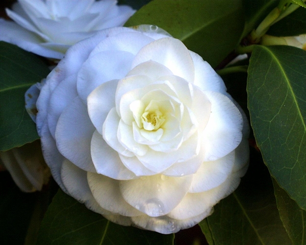 Îngrijirea camelliei acasă, fotografie