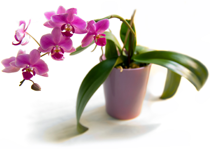 Grijă de orhidee la domiciliu