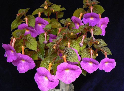 Cultivarea cuiburilor