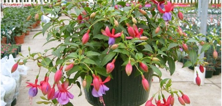 fuchsia floare