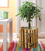 Selectarea plantelor de interior Selectarea plantelor de interior