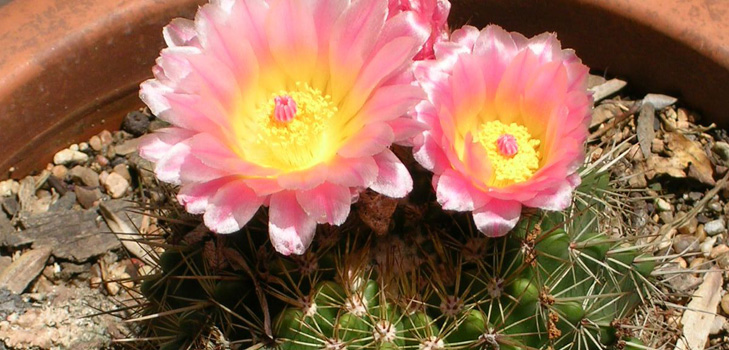 Tipuri de cactusi: care sunt numele de cactusi domestici?