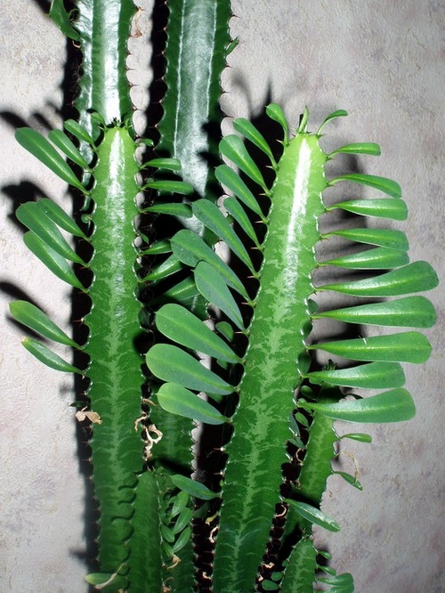 Tipuri de cactusi: care sunt numele de cactusi domestici?