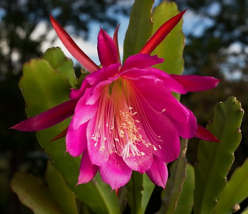 Tipuri de cactusi: care sunt numele de cactusi domestici?