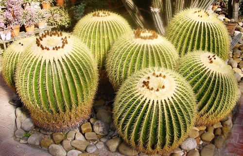 Tipuri de cactusi: care sunt numele de cactusi domestici?