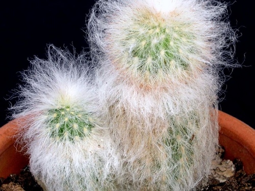 Tipuri de cactusi: care sunt numele de cactusi domestici?