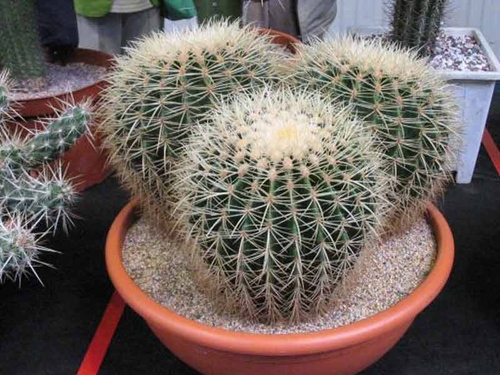 Tipuri de cactusi: care sunt numele de cactusi domestici?