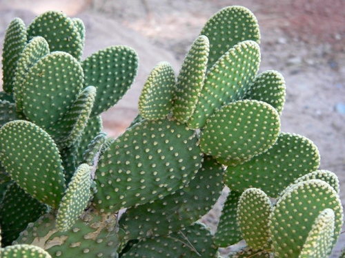 Tipuri de cactusi: care sunt numele de cactusi domestici?