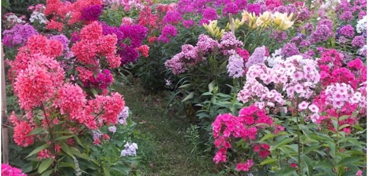 phlox în grădină