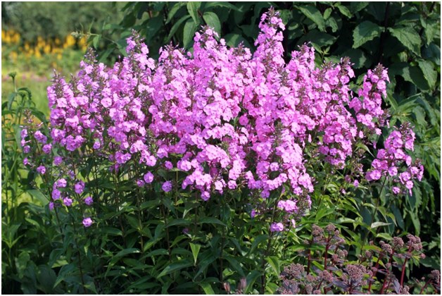 Blox phlox