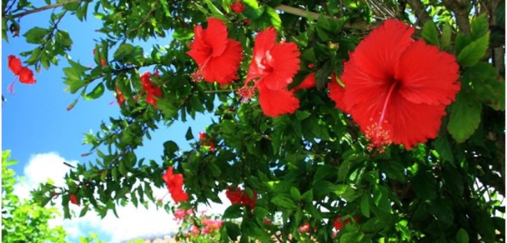 Flori de hibiscus