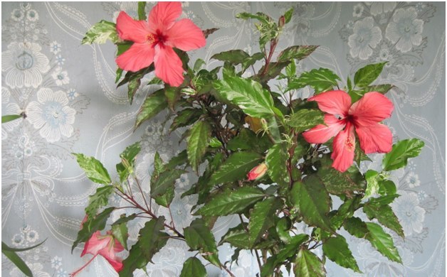 hibiscus în casă