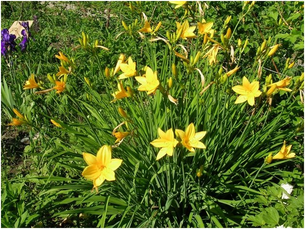 de reproducere daylily