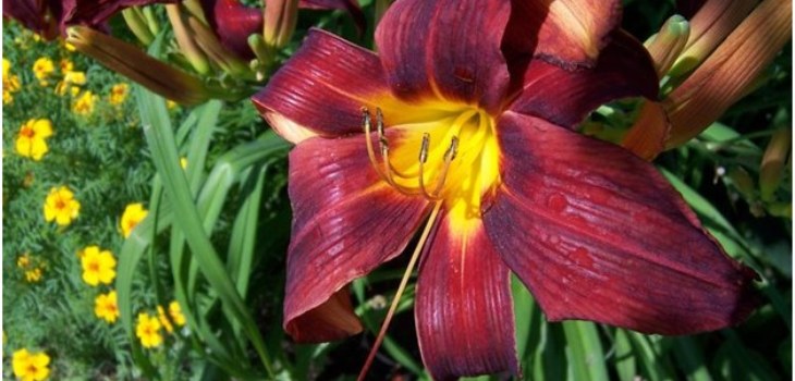 floare de zi-copil
