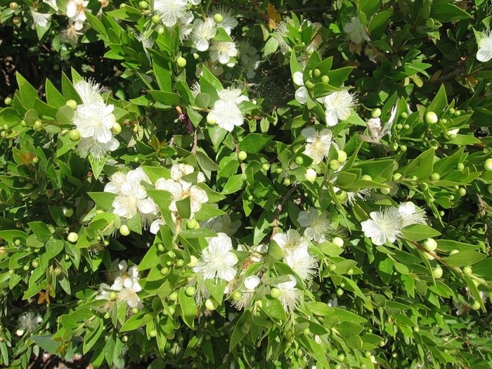 Myrtle înflorit