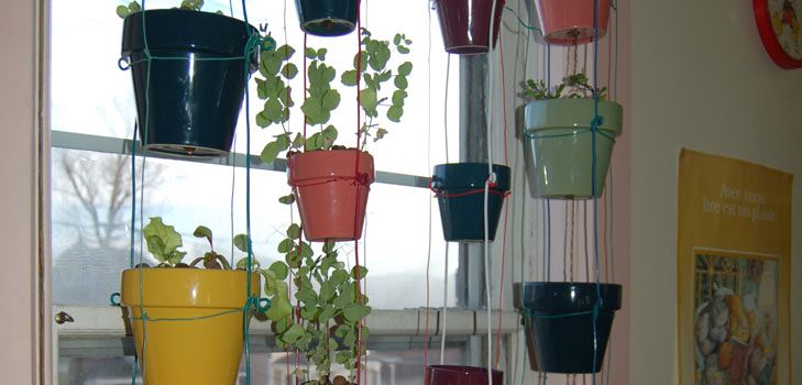 Cultivarea legumelor pe pervaz