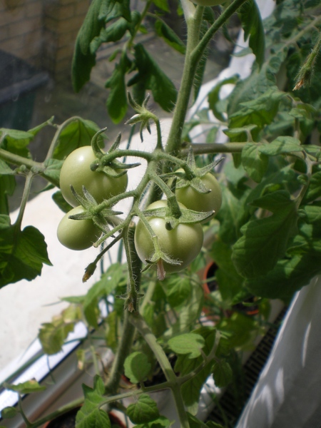 Cultivarea legumelor pe pervaz