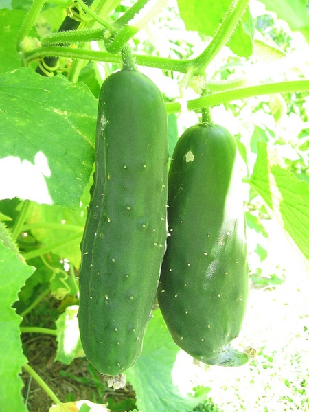 Cultivarea legumelor pe pervaz