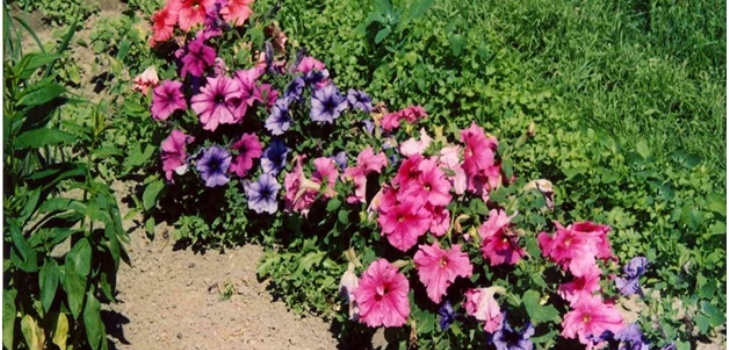 petunias în grădină