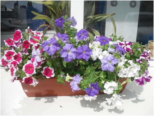 plante petuniene