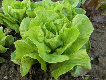 Creșteți verde pe pervazul ferestrei
