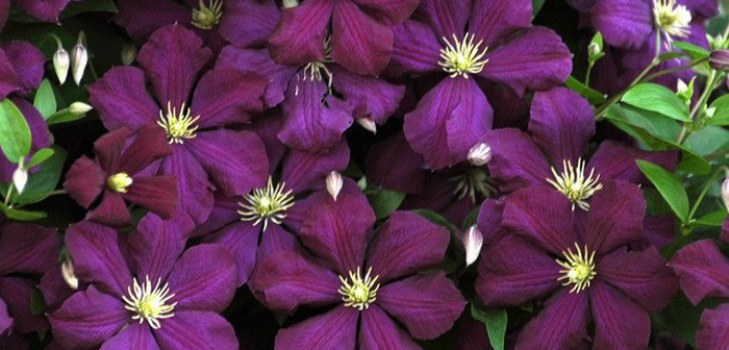 Clematis flori