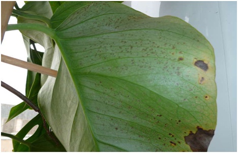 bolnav monstera