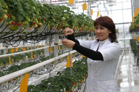 Cultivarea căpșunilor într-o seră