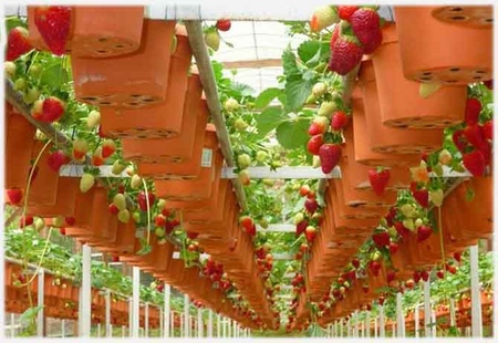 Cultivarea căpșunilor într-o seră