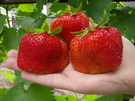 Cultivarea căpșunilor într-o seră