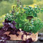 Cultivarea legumelor și ierburilor la domiciliu Cultivarea legumelor și ierburilor la domiciliu
