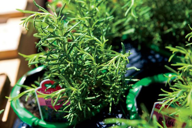 Cultivarea rozmarinului Cultivarea rozmarinului
