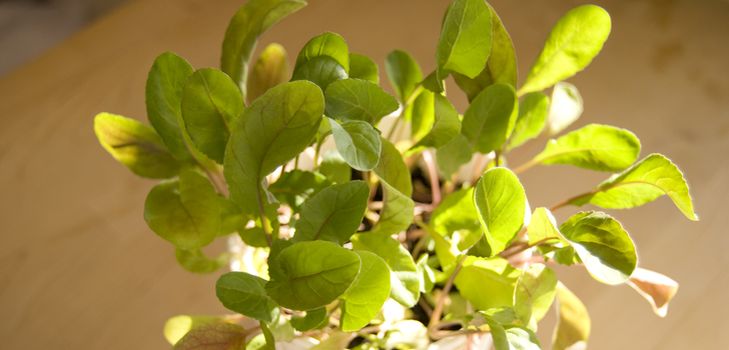 Cultivarea rucola in conditii de casa
