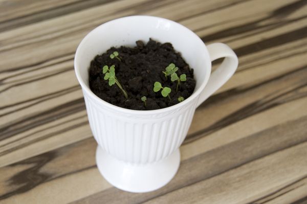 Cultivarea rucola in conditii de casa