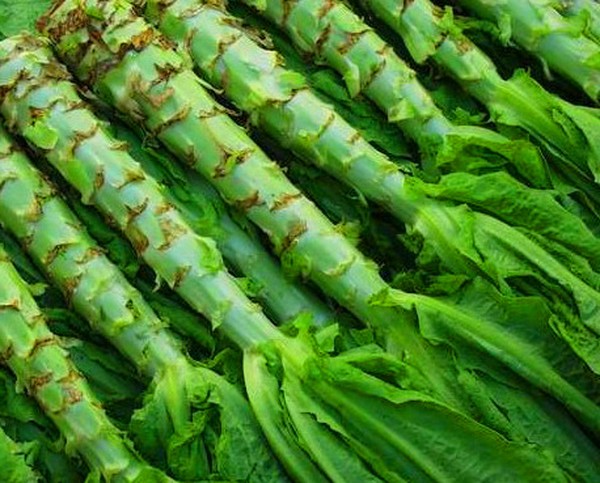 Cultivarea salata verde în teorie și în practică, sfaturi și recomandări