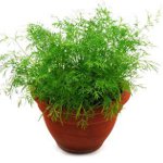 Cultivarea mărarului Cultivarea mărarului
