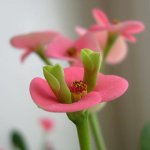 Plante de plante otrăvitoare