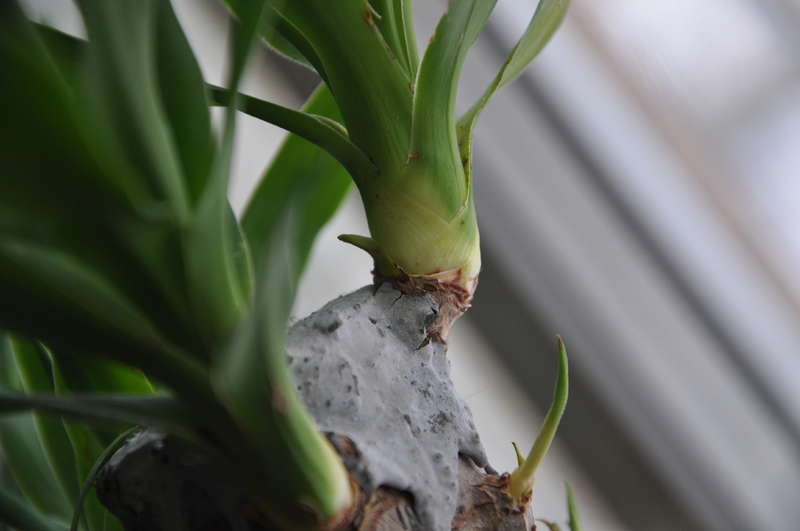 Yucca la domiciliu: îngrijire și reproducere